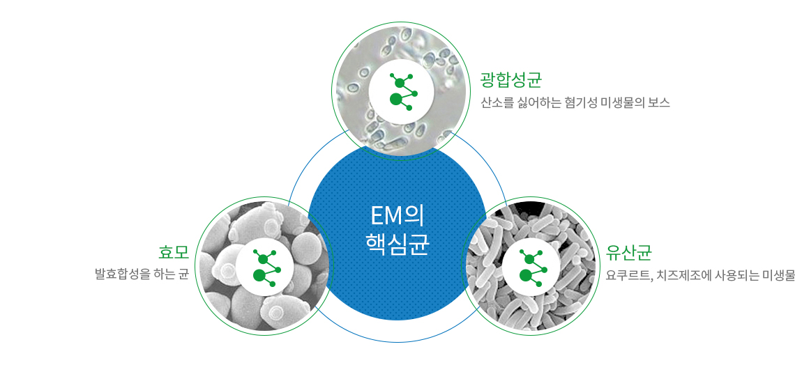 EM의 핵심균 - 광합성균:산소를 싫어하는 혐기성 미생물의 보스 /효모:발효합성을 하는 균/유산균:요쿠르트, 치즈제조에 사용되는 미생물